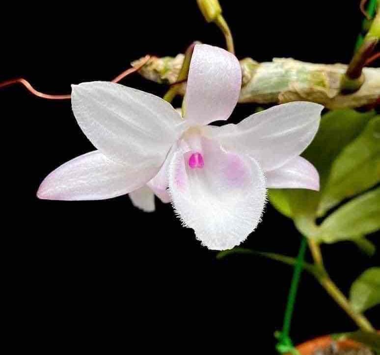 Giang4579 pfp