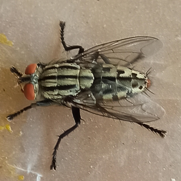 pluto51coc | base.eth (pluto51coc) Farcaster social identity (Fname handle) PFP