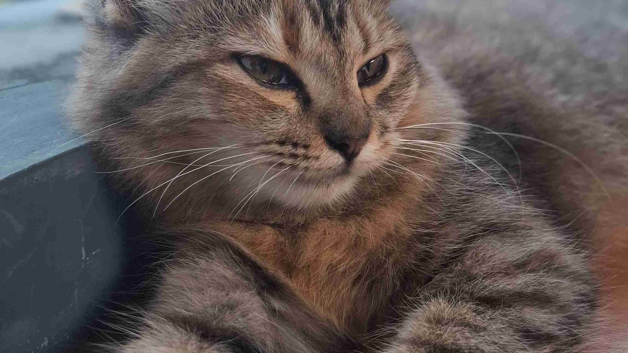 gigigig.lens Lens social identity (.lens handle) PFP