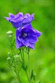 billah (billah.lens) Lens social identity (.lens handle) PFP