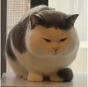 Yushan Ren pfp