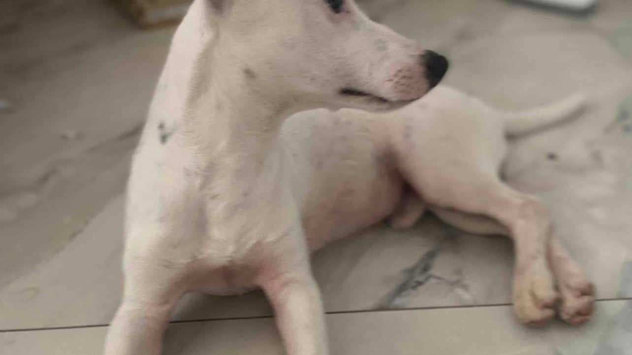 Digdog (digdog) Farcaster social identity (Fname handle) PFP