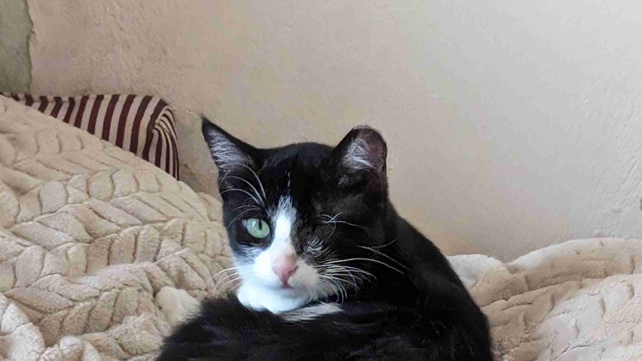 Vaggelis (grayfox313.lens) Lens social identity (.lens handle) PFP