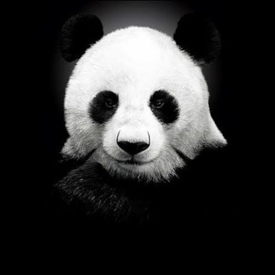 Panda (vpanda.lens) Lens social identity (.lens handle) PFP