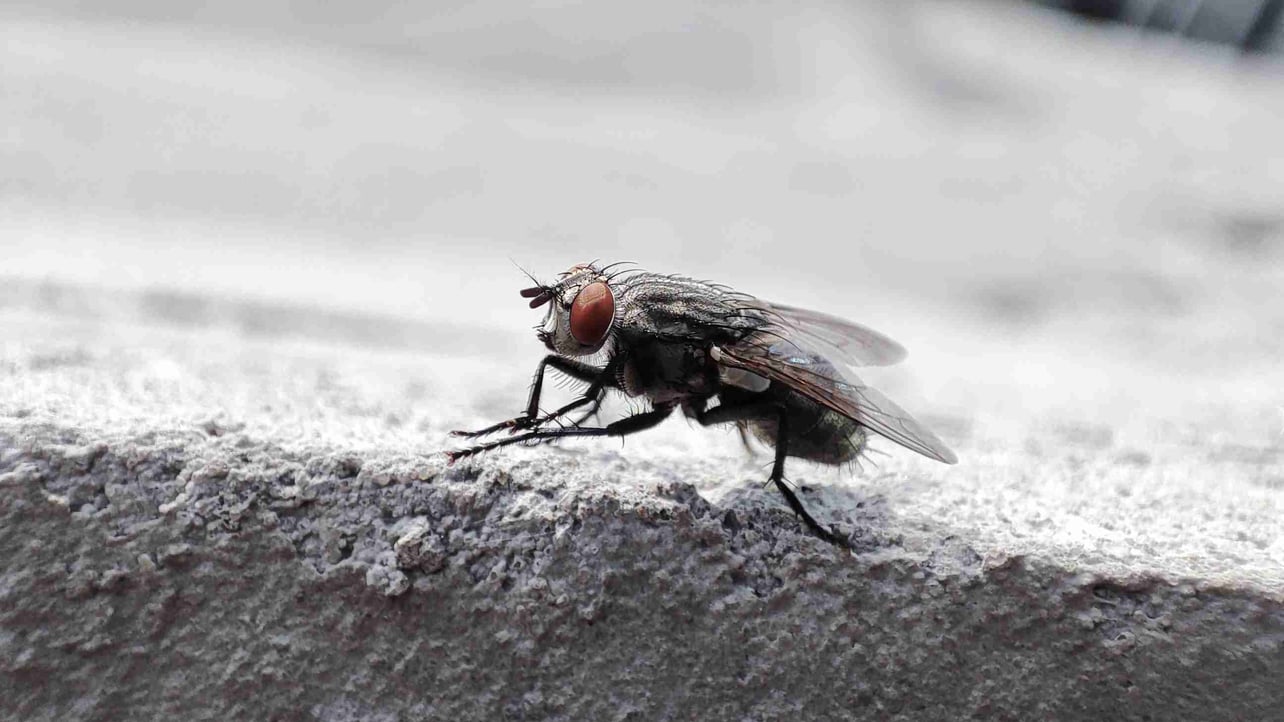 Alex (alexsh1) Farcaster social identity (Fname handle) PFP