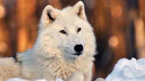 White Wolf pfp