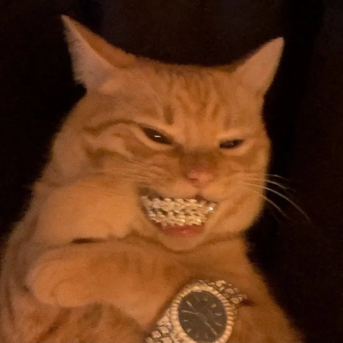 Chigozie Okeke🐱 pfp