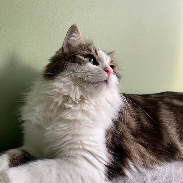 Celesti (rahmanfazeel) Farcaster social identity (Fname handle) PFP