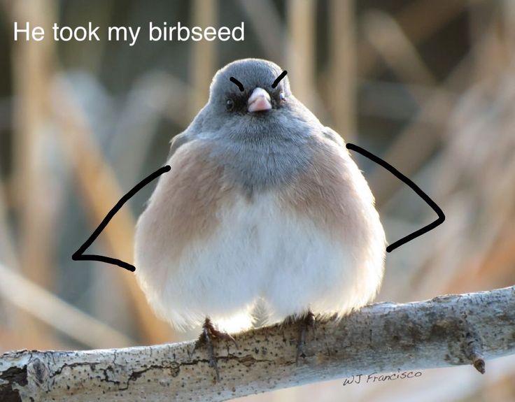 Birbseed