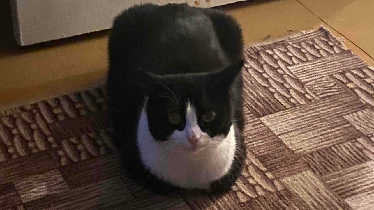 natashawee Farcaster social identity (Fname handle) PFP