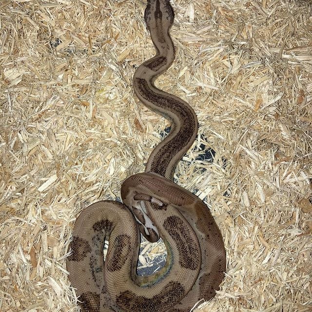 pexalope.linea.eth Linea Name Service (.linea.eth domains) based on ENS PFP