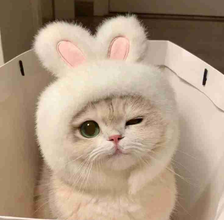 Kimbokjoo pfp