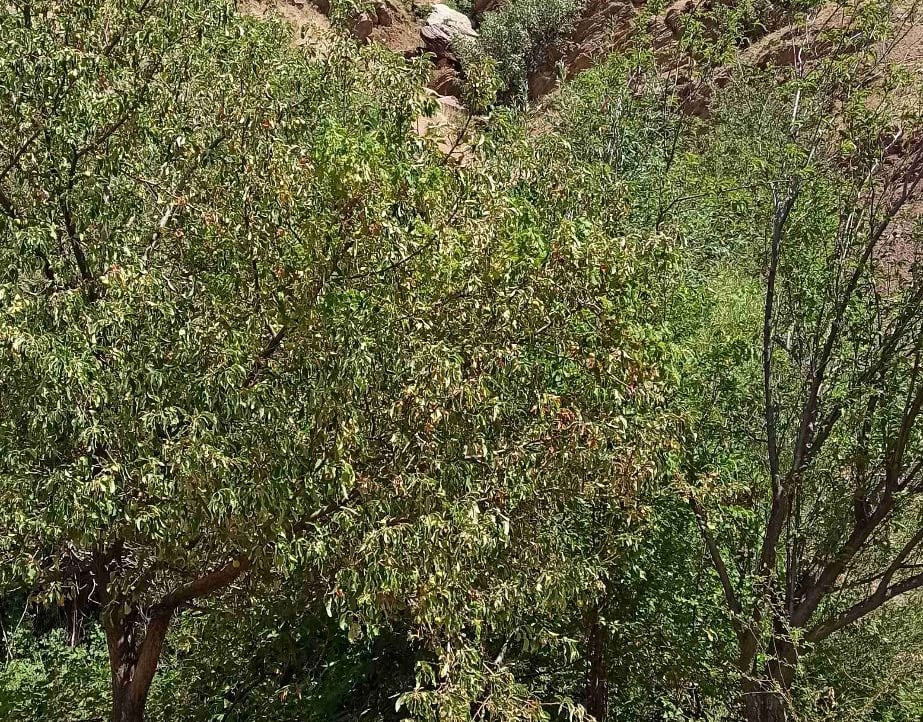 cccrp.eth Ethereum Name Service (ENS and .eth domain) PFP