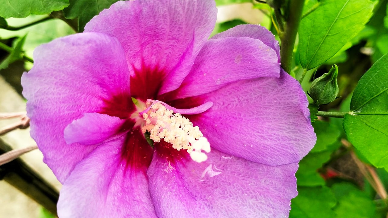 nimek (nimek.lens) Lens social identity (.lens handle) PFP