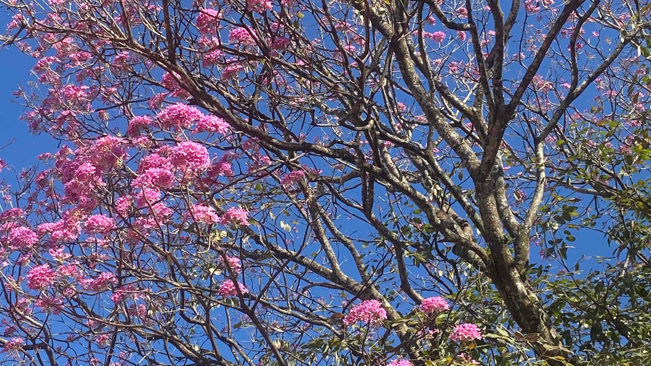 nexus6on.lens Lens social identity (.lens handle) PFP