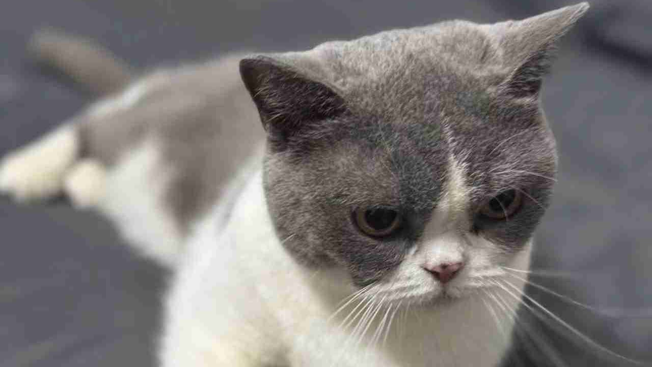 acc1q54 (acc1q54.lens) Lens social identity (.lens handle) PFP