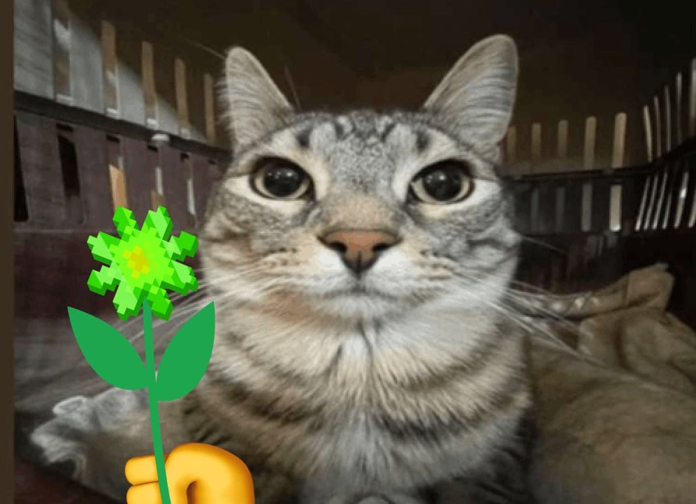 hoangquan4526.base.eth Basenames (.base.eth domains) based on ENS PFP