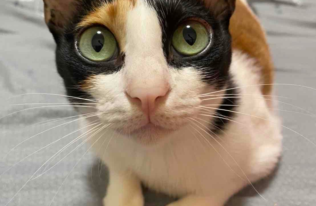 yaman820128.lens Lens social identity (.lens handle) PFP