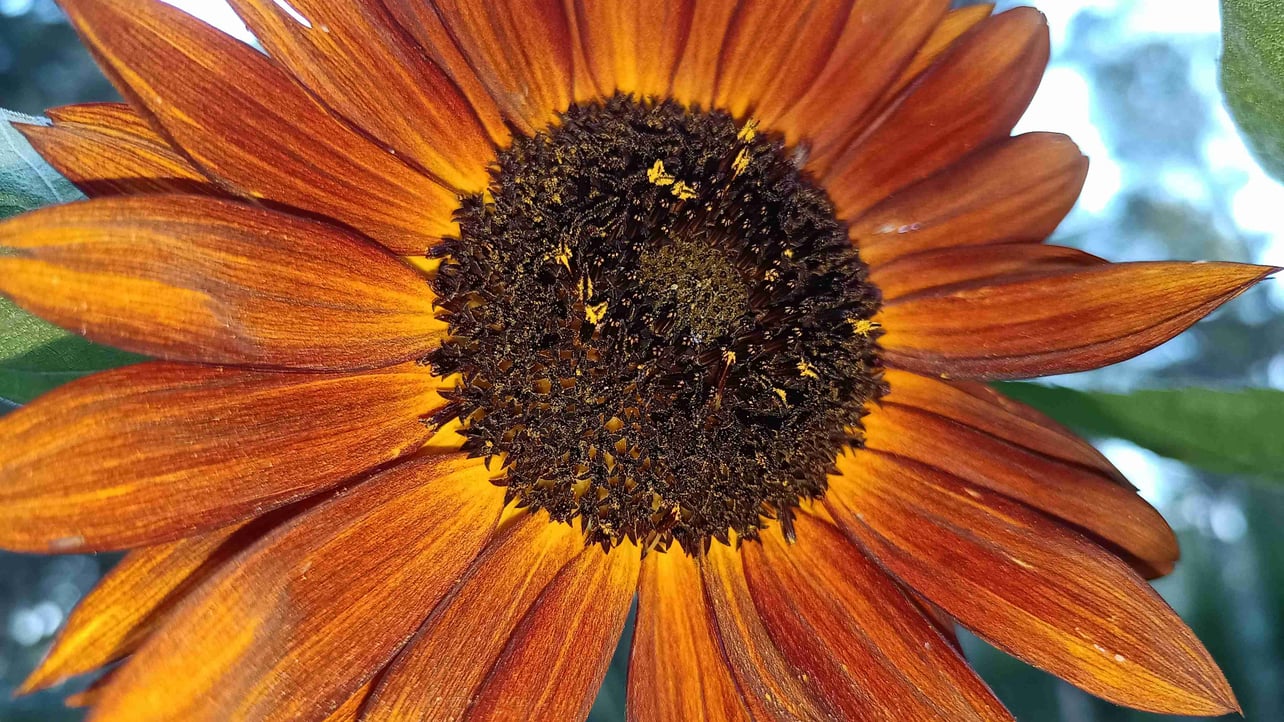 heavenrocket.lens Lens social identity (.lens handle) PFP