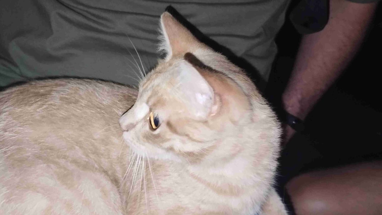 nekimax.lens Lens social identity (.lens handle) PFP