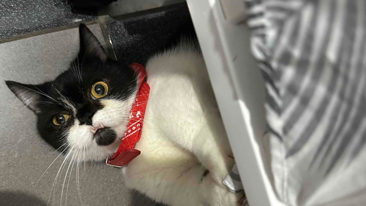 xfreej.lens Lens social identity (.lens handle) PFP