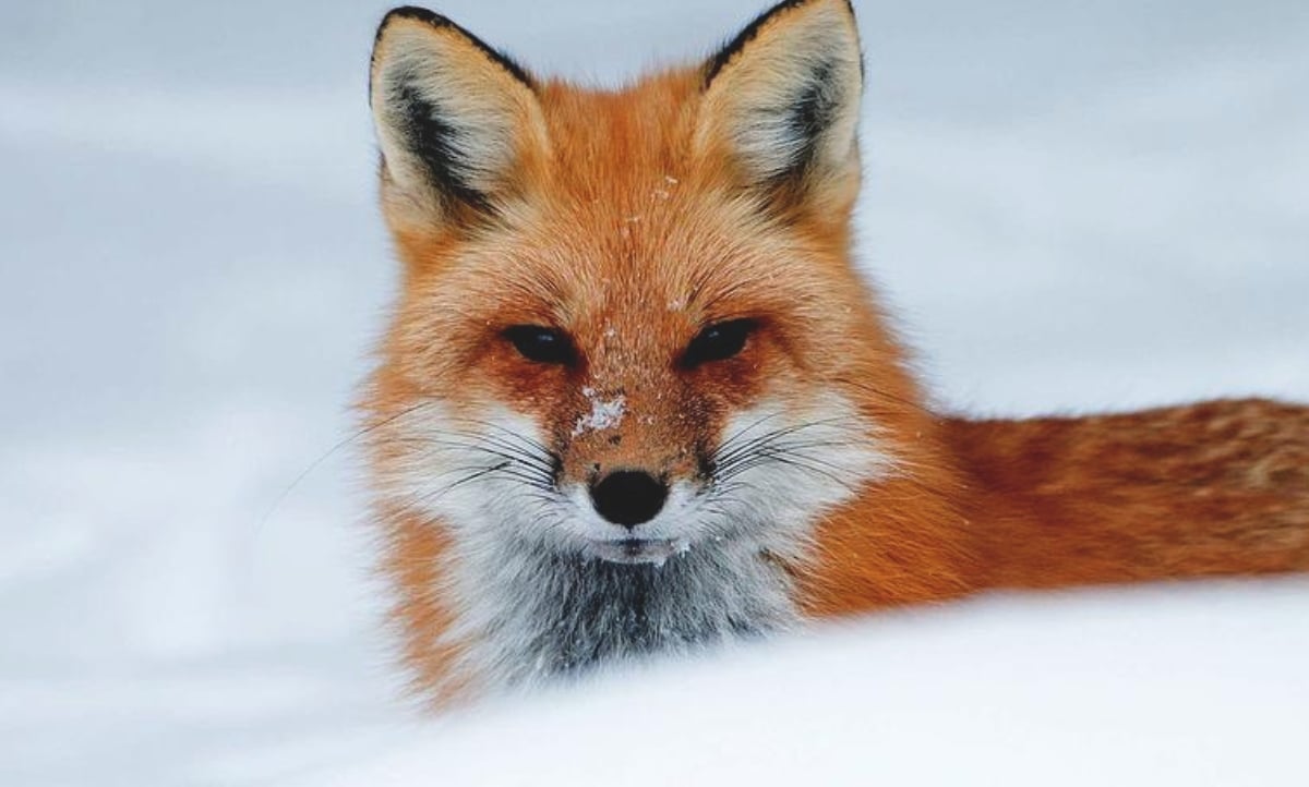 0xfoxes pfp