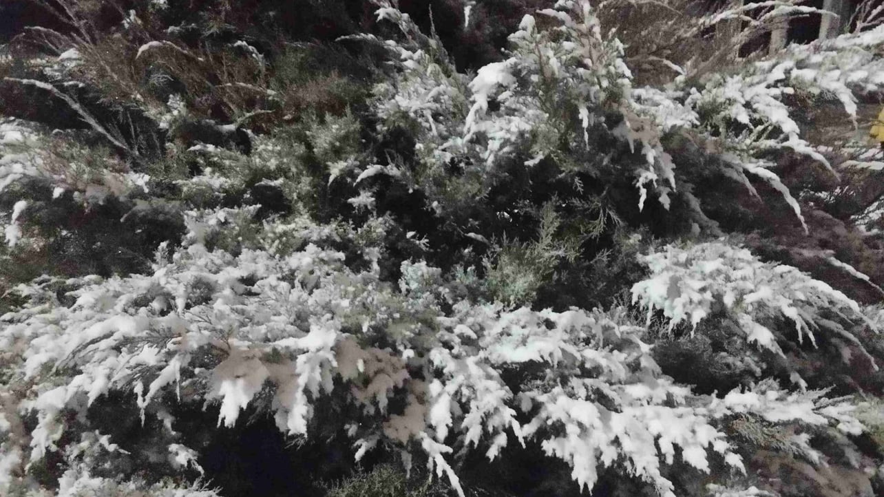 shiitcoin.lens Lens social identity (.lens handle) PFP