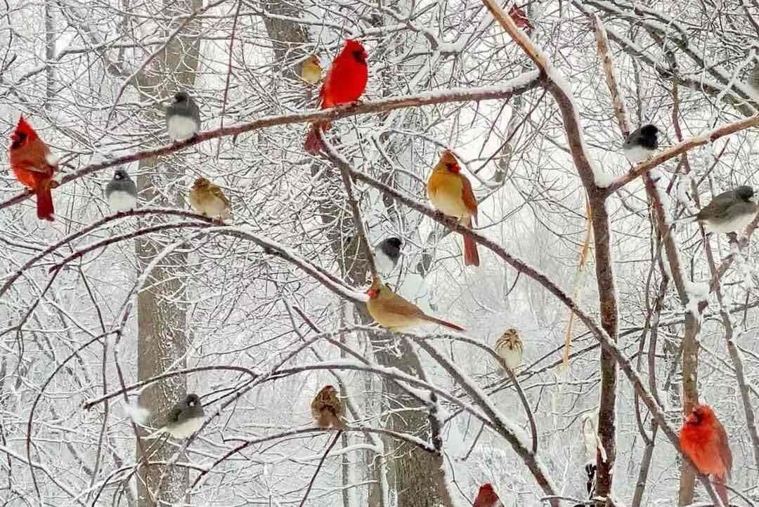 rdesaourdjo Farcaster social identity (Fname handle) PFP