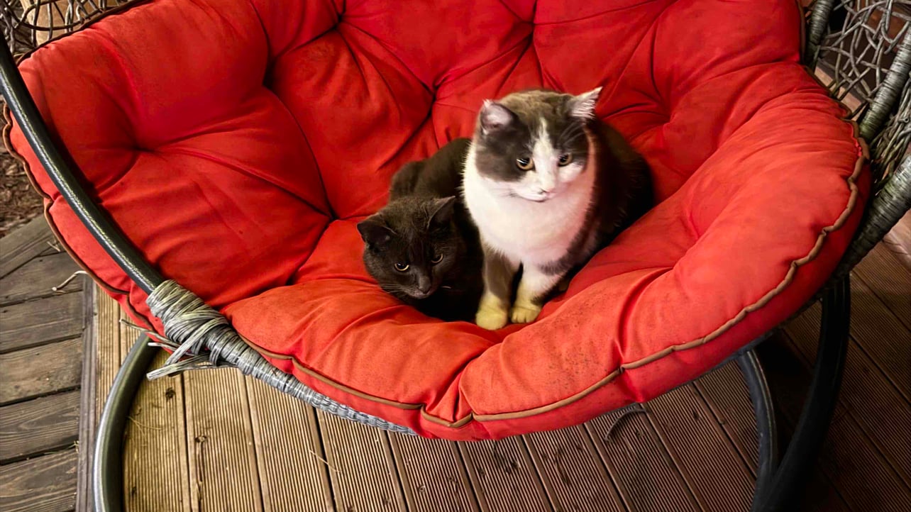 molodyi.lens Lens social identity (.lens handle) PFP