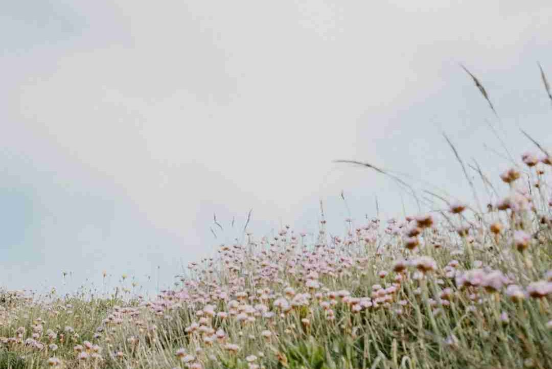 Adelaide_aa (ramaceyadelaide) Farcaster social identity (Fname handle) PFP