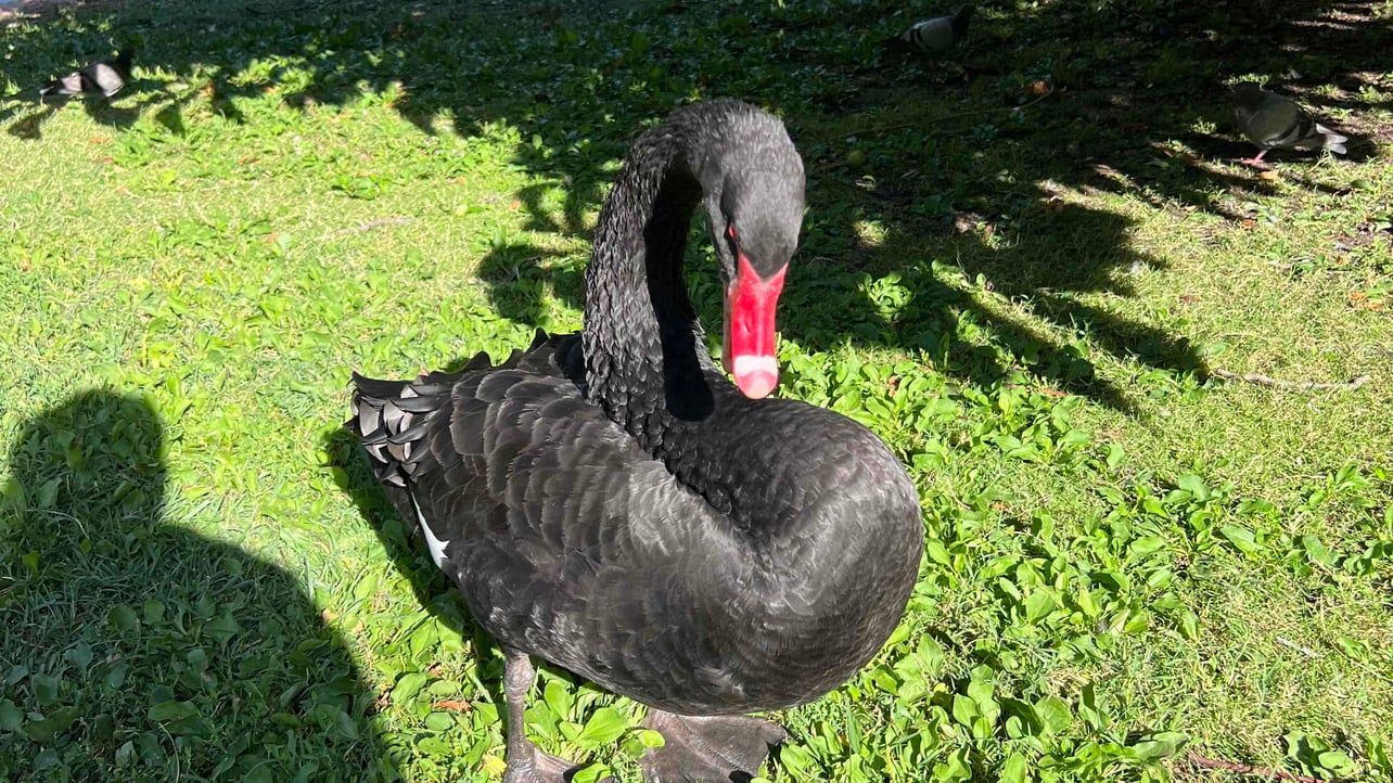 reminder (reminder1323.lens) Lens social identity (.lens handle) PFP