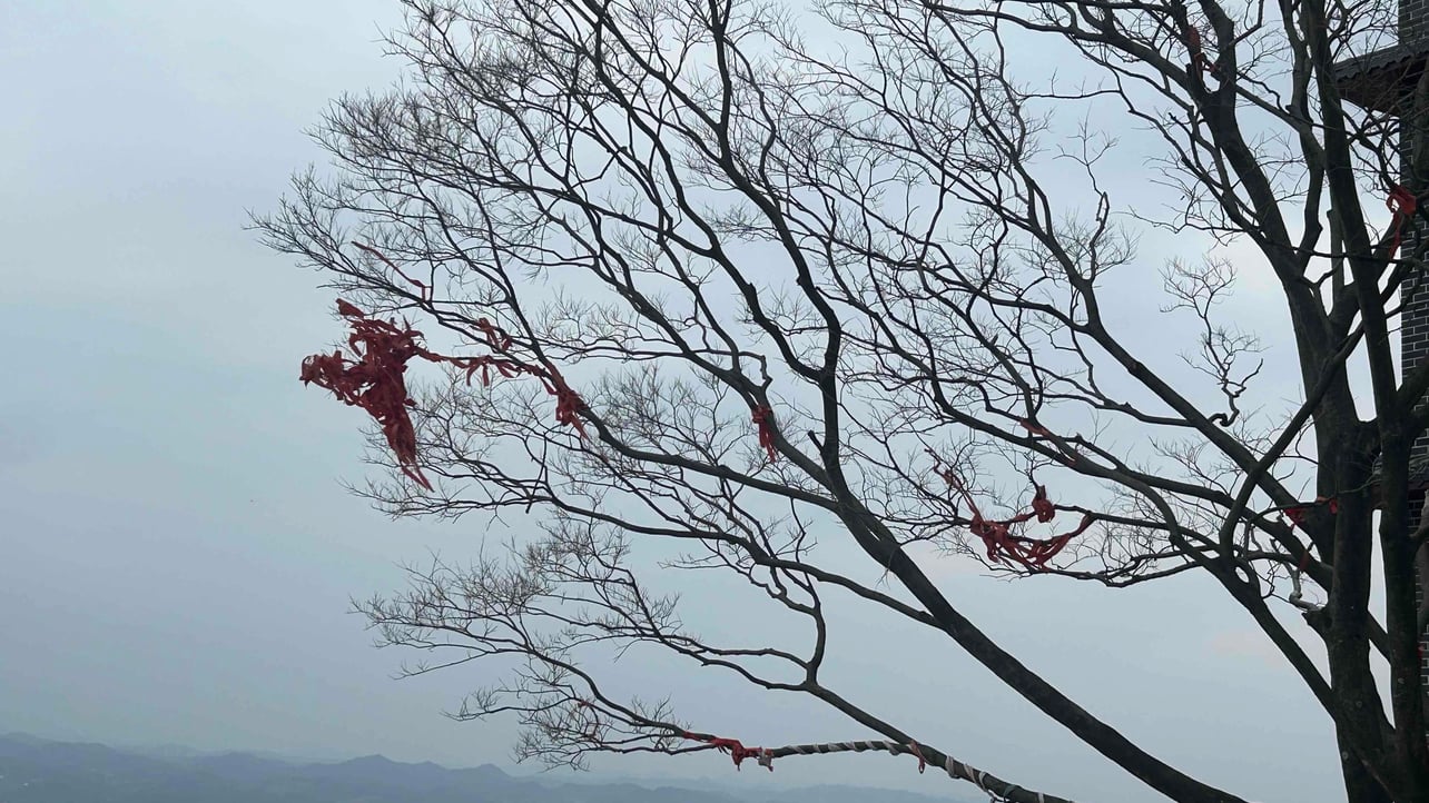 liuxiaoping.lens Lens social identity (.lens handle) PFP