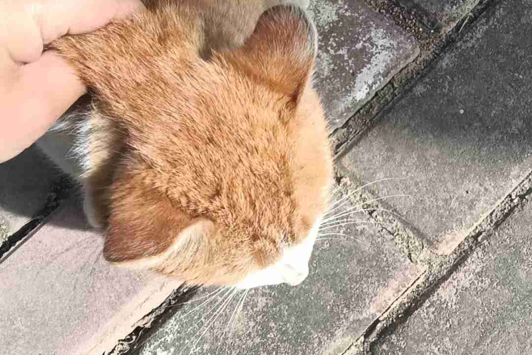 fefesfes.linea.eth Linea Name Service (.linea.eth domains) based on ENS PFP