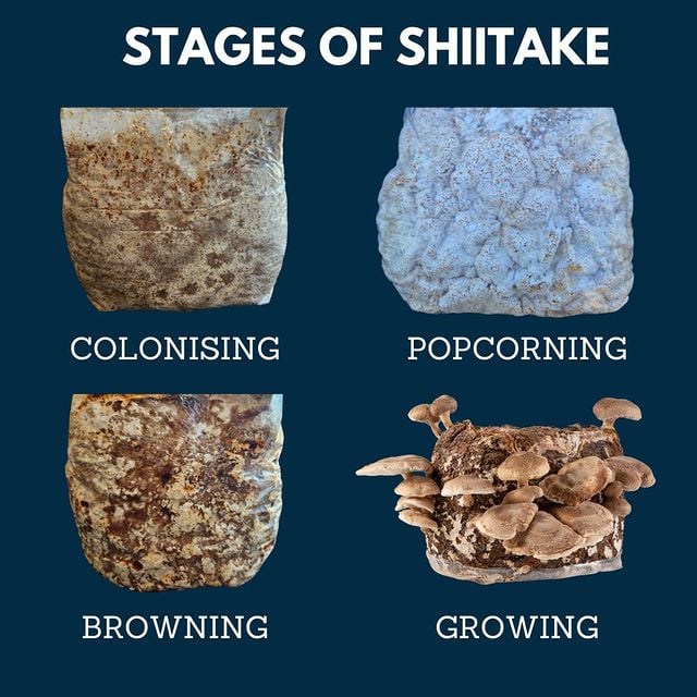 CodeAnd (mochipj) Farcaster social identity (Fname handle) PFP