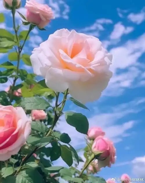 grAcewhale (gracewhale) Farcaster social identity (Fname handle) PFP