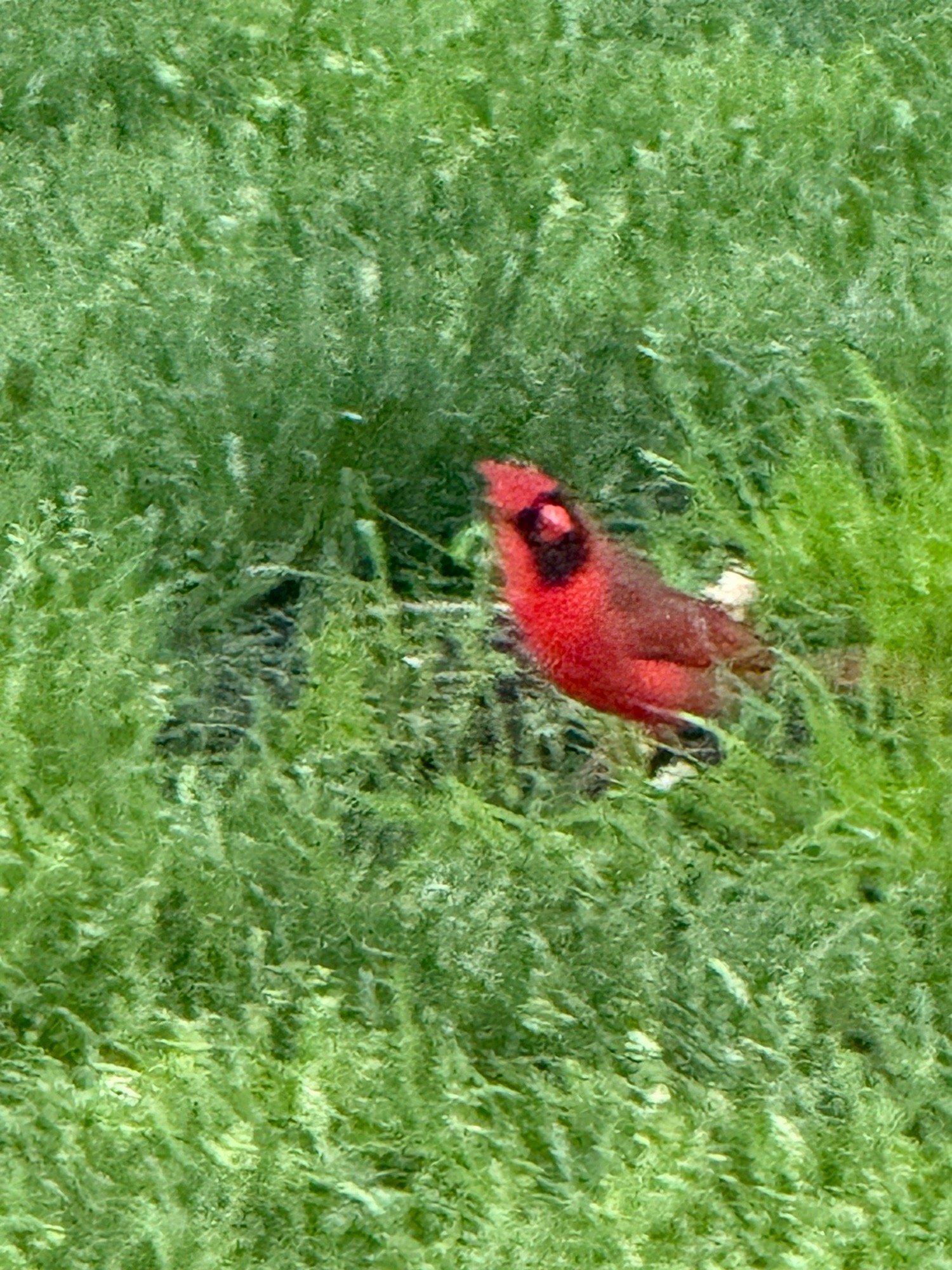Cardinal