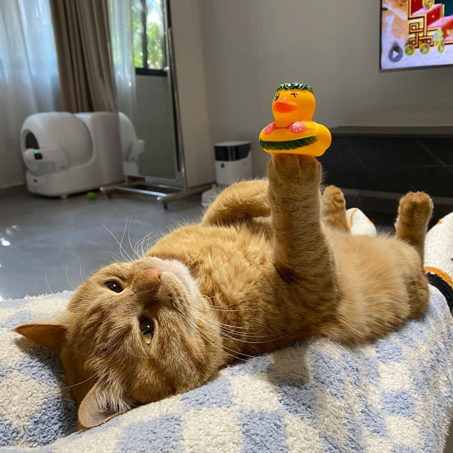 nickyoung (nickyoung.lens) Lens social identity (.lens handle) PFP