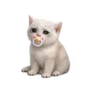 BabyCatCash