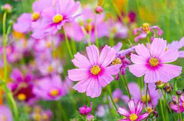 jackdwinter01.lens Lens social identity (.lens handle) PFP