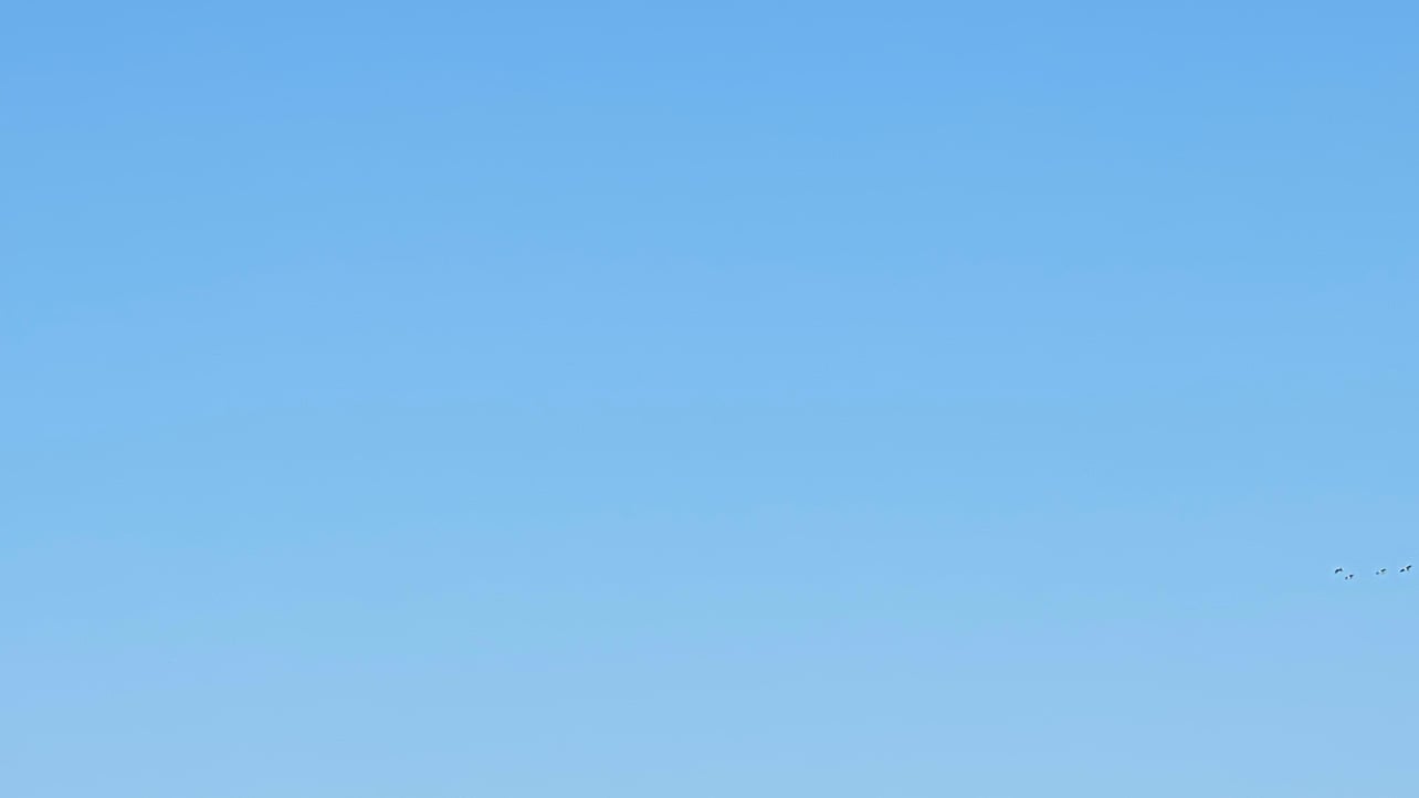404 pfp