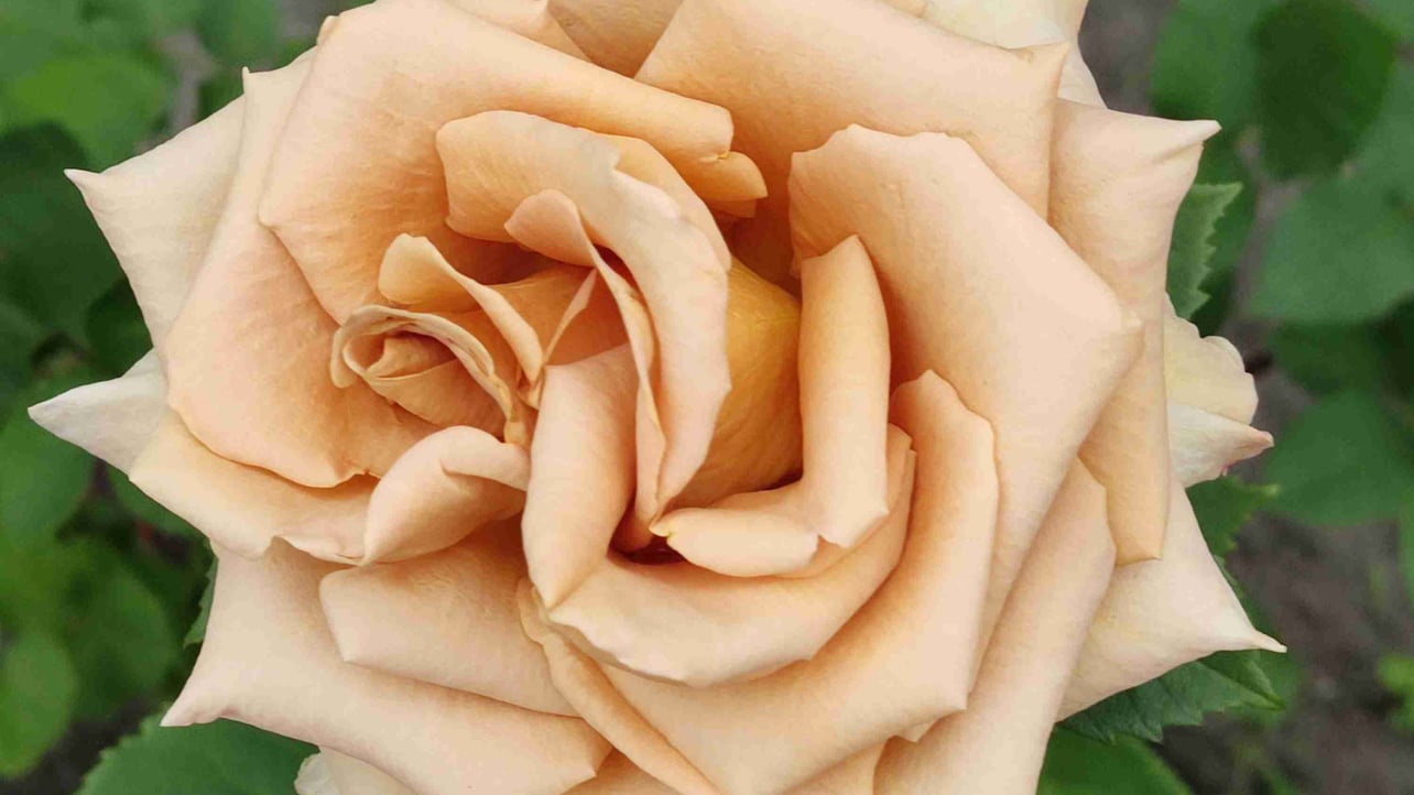 Little mouse (goodmood.lens) Lens social identity (.lens handle) PFP