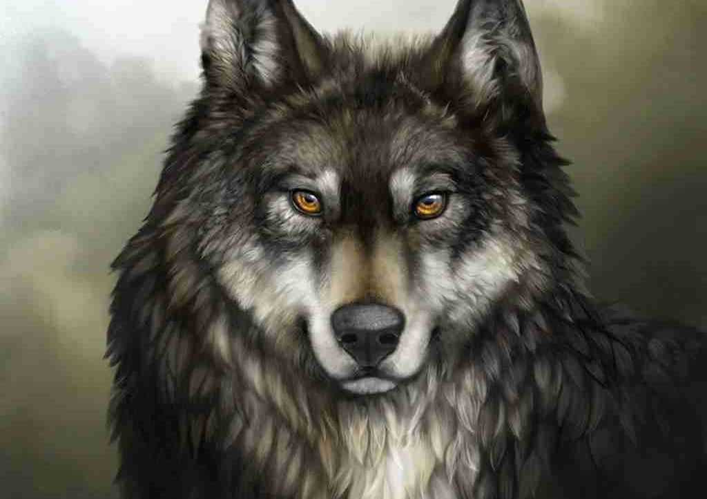 Black Wolf pfp