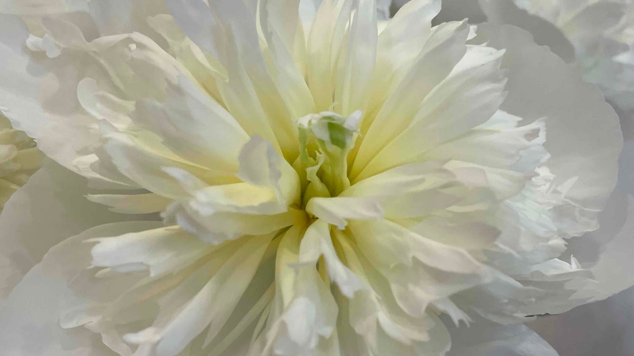 aim (martiny.lens) Lens social identity (.lens handle) PFP