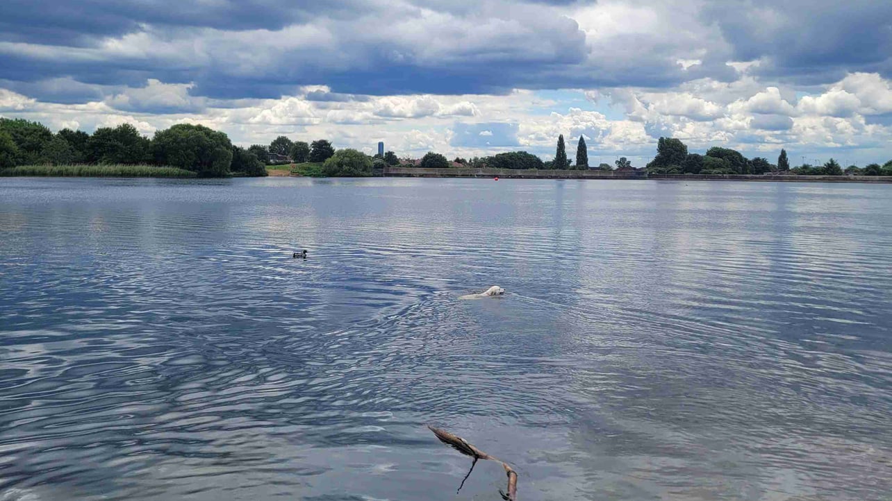 lawiki81.lens Lens social identity (.lens handle) PFP