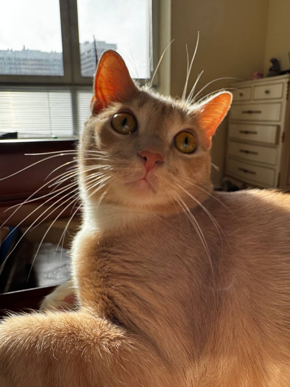 Catππ© pfp