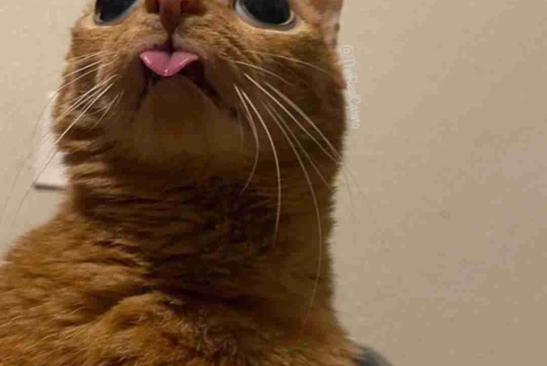 danamartin.base.eth Basenames (.base.eth domains) based on ENS PFP