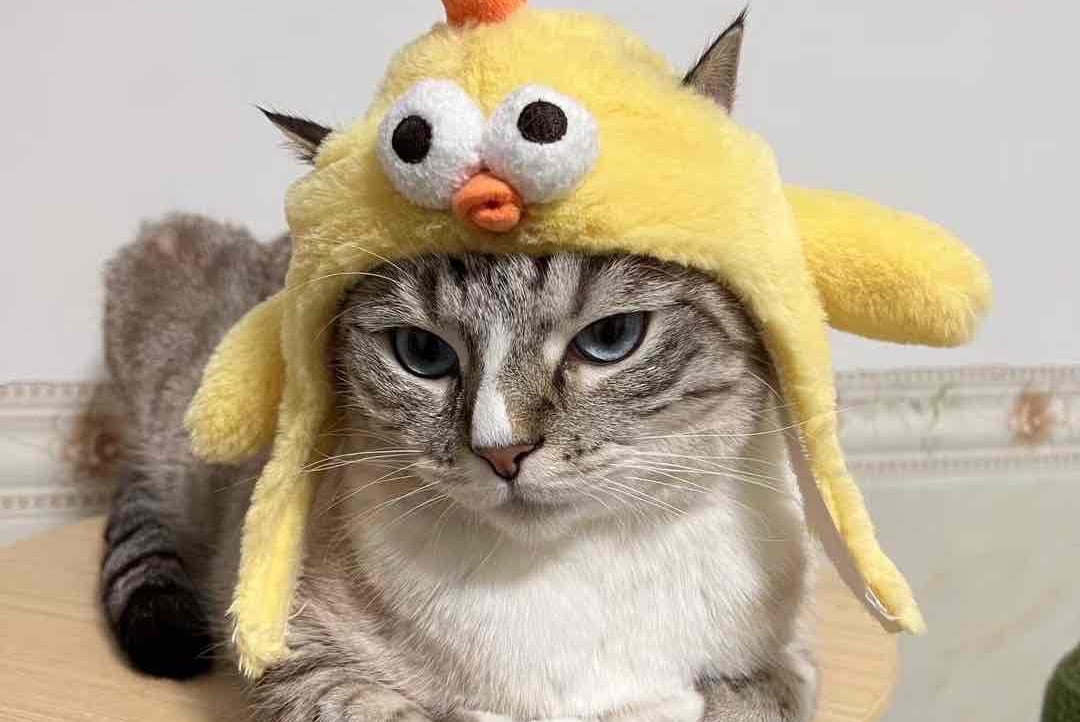 jabhguf3737.base.eth Basenames (.base.eth domains) based on ENS PFP