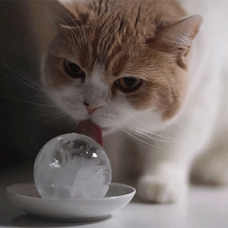 PetVerse pfp