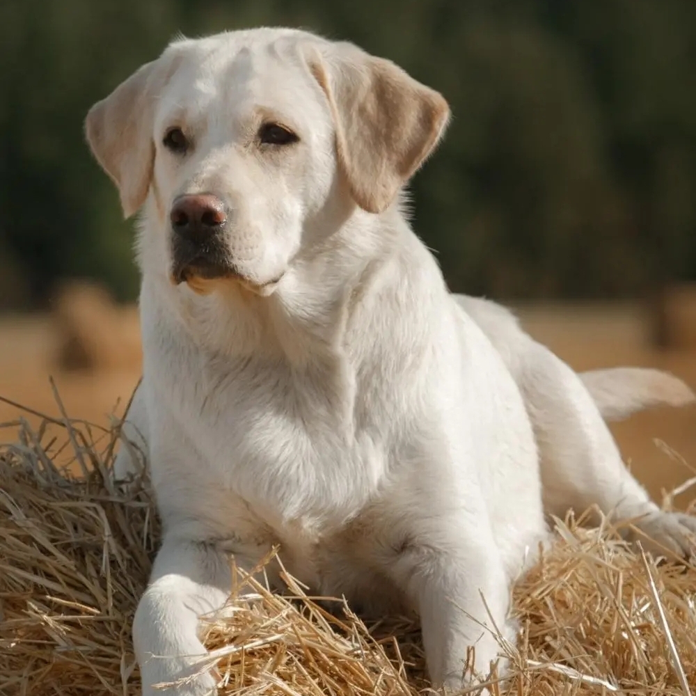 pzh8x.lens Lens social identity (.lens handle) PFP