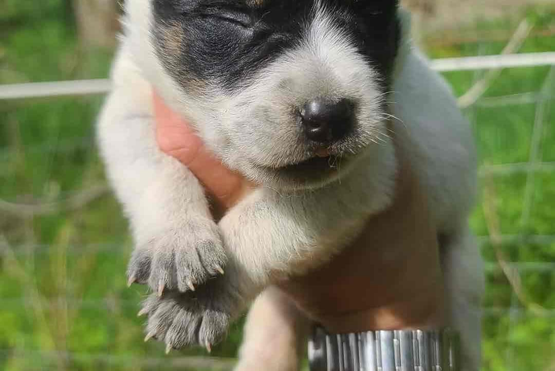 2marcsdiamond.lens Lens social identity (.lens handle) PFP